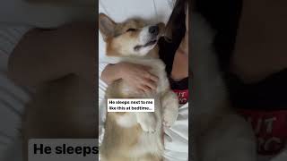 My corgi loves to fall asleep in our arms ￼ #corgi #dogs #pets