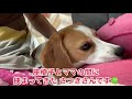 【音量up】雷なんか怖くないけどママにくっつくビーグル犬さつきさんbeagle satsuki isn t afraid of lightning but it s good for mom