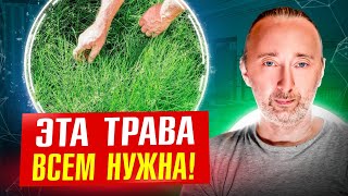 Казалось бы СОРНЯК, а сколько пользы! Сбор, рецепты!