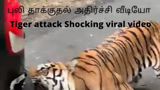 புலி தாக்குதல் நேரடி காட்சி அதிர்ச்சி வீடியோ | Shocking viral Video Tiger attack caught live