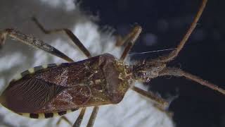 Leaf-footed bug - Western conifer seed bug - Leptoglossus occidentalis