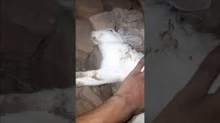 Death of My Rabbit | Video of a Baby Bunny Dying | Rip 😭