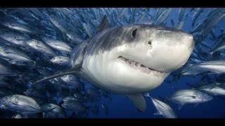 Built to Hunt: Amazing Sharks Online Course. Ep 1