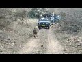 Tiger Sighting in Zone 7 | Ranthambore National Park