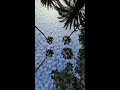 palm trees wind sky clouds symmetry nature