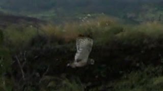 Three Pueo Emerge at Sunset on October 7, 2016 @ University of Hawaii West Oahu Campus