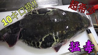 【希少映像】巨大トラフグさばいてみた！【１０キロ級】Big Poison Puffer 毒药河豚吃