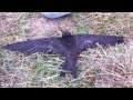 Rescue of a Swift bird