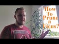 How To Prune Ficus Trees