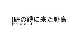 2021年1月12日　庭の蹲に来た野鳥