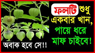 ফটকা ফল মানে অলৌকিক কিছু, পায়ে ধরে মাফ চাইবে || রসভরি গাছের উপকারিতা || Golden Berry