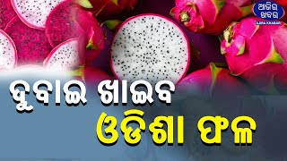 ଦୁବାଇ ଖାଇବ ଓଡିଶା ଡ୍ରାଗନ ଫ୍ରୁଟ ଫଳ || Odisha Exports Dragon Fruit To Dubai