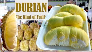 Durians the King of Fruits in The World | Natural Organic Fruits from Cambodia in Southeast Asia