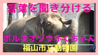 飼育員さんが使うタイの象使いの言葉を聞き分けるボルネオゾウのふくちゃん💕