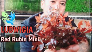 Ludwigia Red Rubin Mini