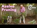 No More Leggy Azaleas! Simple Azalea Pruning Trick for Beautiful Results