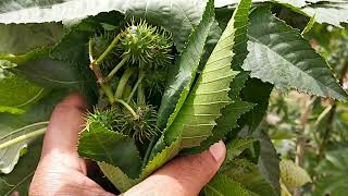 ಹರಳಿನ ಗಿಡ/castor plant/wonder tree..