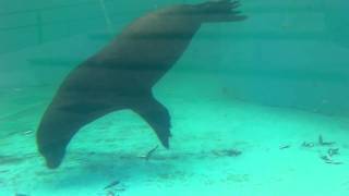 カリフォルニアアシカ　餌食べて喧嘩 （平川動物公園）