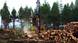 Cotopaxi pine plantation harvesting