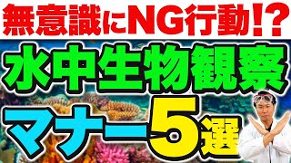 知らなかったじゃ済まされない！ダイバーなら絶対守るべき生物観察マナー