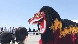 いちき串木野市　羽島黎明フェスティバルでの琉球獅子舞の動画です。