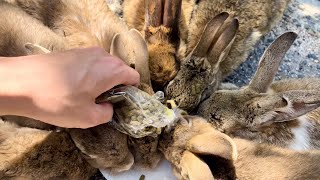 🇯🇵 600 wild rabbits!😲 Visit a rabbit paradise island!🐰🐰