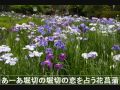 「雨の堀切菖蒲園」 演歌 堀切 菖蒲園 江戸情緒