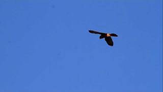 ♪鳥くんの野鳥動画(千葉県）チョウゲンボウﾎﾊﾞﾘﾝｸﾞCommon Kestral