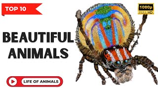 Top ten most beautiful animals _ Life Of Animals