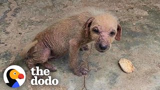 Woman Finds A Tiny, Mangey Puppy On The Street | The Dodo