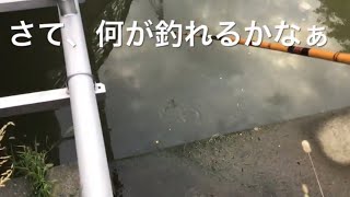 2022.08.17(水) 伊佐沼近くの九十川で釣りしてみた。