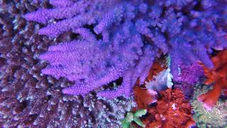 A Short Video- Acropora digitifera