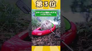 ハリネズミ動画見て癒されたら寝ろｗｗｗ  #動物　#ハリネズミ  #2ch動物スレ