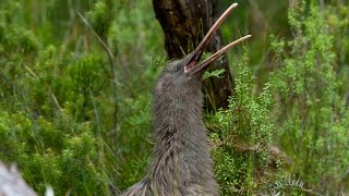 Amazing footage of a wild kiwi call in daylight - never before filmed