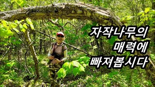 왜 자작나무에는 5가지 이상의 약용버섯과 다양한 식용버섯들이 자랄까요? #버섯산행