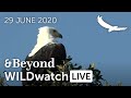 WILDwatch Live | 29 June, 2020 | Afternoon Safari | South Africa