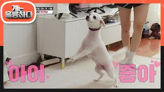 제자들의 방문! 갑작스러운 위협...그러나 바로 돌변하는 시월이의 태도 [개는 훌륭하다/Dogs Are Incredible] | KBS 220912 방송