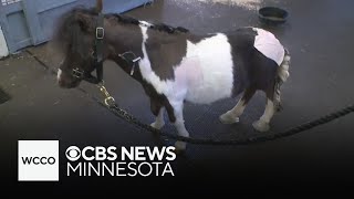 Checking in with Richard, the dwarf miniature horse