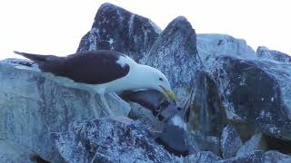 Greater Black-Backed Gull predation on a Rock Pigeon