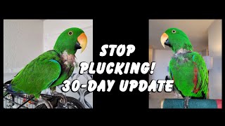 Stop Parrot Plucking - 30 Day Update! - Jasper the Eclectus Parrot