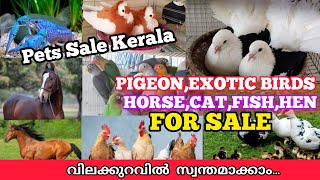 🤗 വീണ്ടും അടിപൊളി Pets വന്നു🦜Pets Sale Kerala😃Exotic Birds🦜Hen🐓Fish🥰Pigeon💖Horse😍Cat🔥Puppys💞Petssale