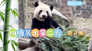 20240308 大熊猫叻叻 Le Le 回国展出第二天 第2集 看叻叻吃播超治愈 Giant Panda Le Le 2nd day on exhibit Ep 2 Le Le eating