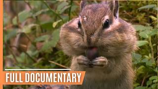 Exciting Animal Behavior in the most enchanting Forests of our Planet |  Documen