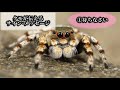 【サイン】縁起のいい嫌われ者！蜘蛛の存在感が変わる８本脚のメッセンジャー【spider】