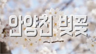 서울 벚꽃 명소 안양천벚꽃 위치 현재 상황