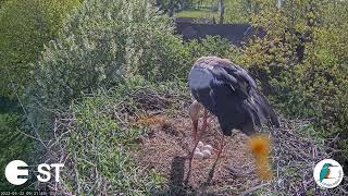 Baltie stārķi (Ciconia ciconia) Tukuma novadā .Pirmais cālīts klāt!:)) 22.05.2022