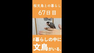 【文鳥の雛が大人になるまで】あなたのお家に小鳥が来ると…???【67日目】