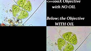 The Value of Immersion Oil