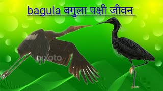 bagula life बगुला जीवन( heron) bagula or bagula ka bachha @@#