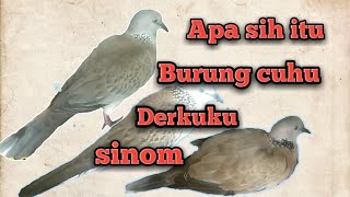 Derkuku, cuhu dan sinom